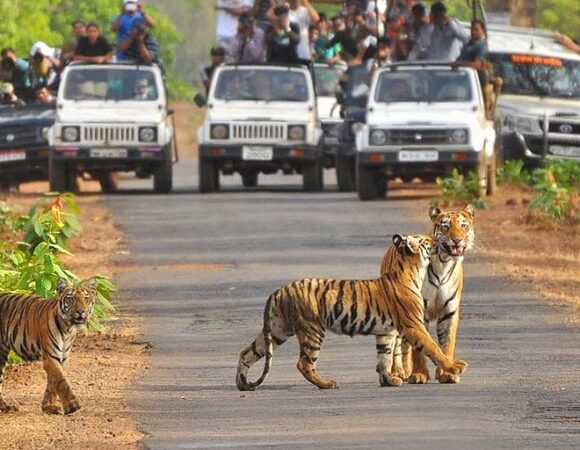 jim corbett