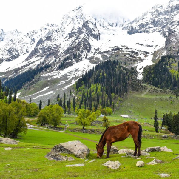 Kashmir Travel Guide – Top Places to Visit, Eat & Experience